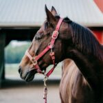 paard