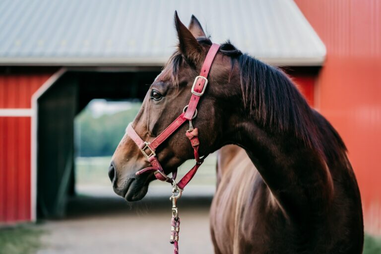 paard