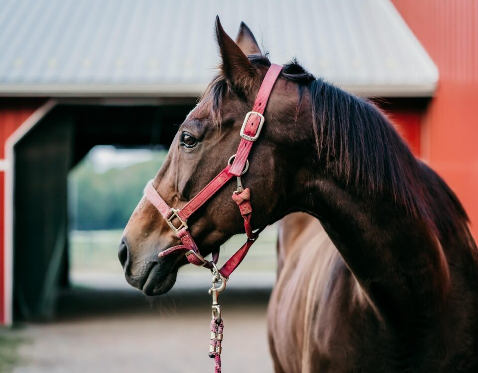 paard